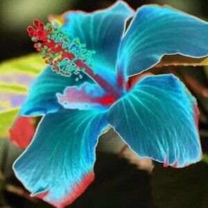 Custom Listing for smarty155ca